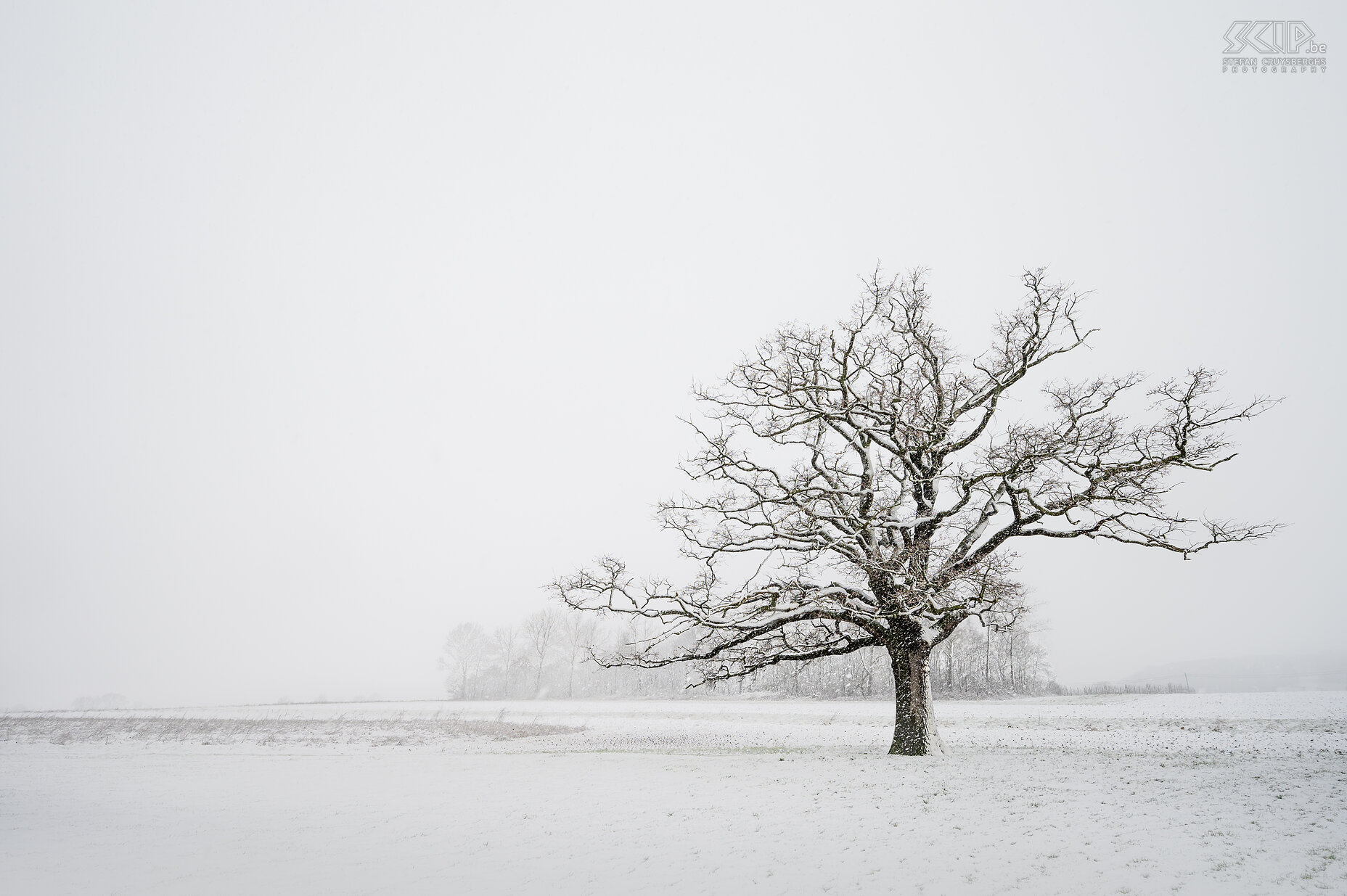 Scherpenheuvel-Zichem - Snow at old oak in Kaggevine  Stefan Cruysberghs